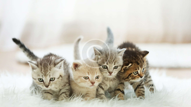 Des Aliments Équilibrés et Nutritifs